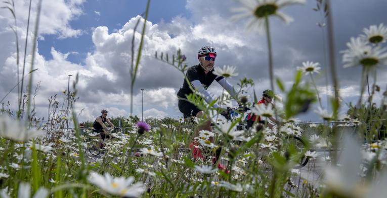 Man cycling with field of daisies