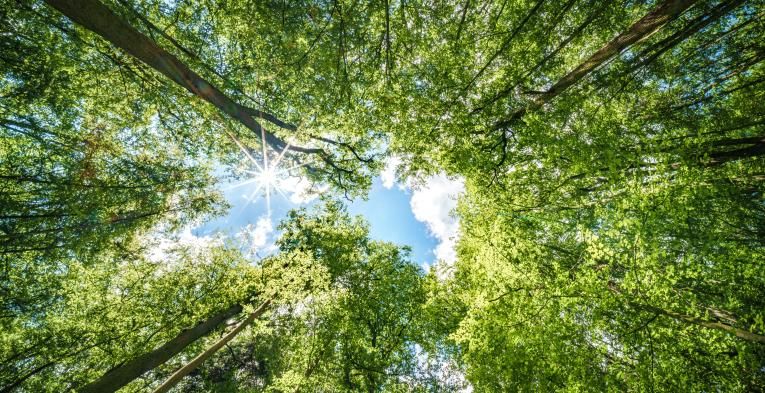 The view of trees from the forest floor 