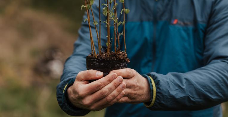 A person holds a tree sapling