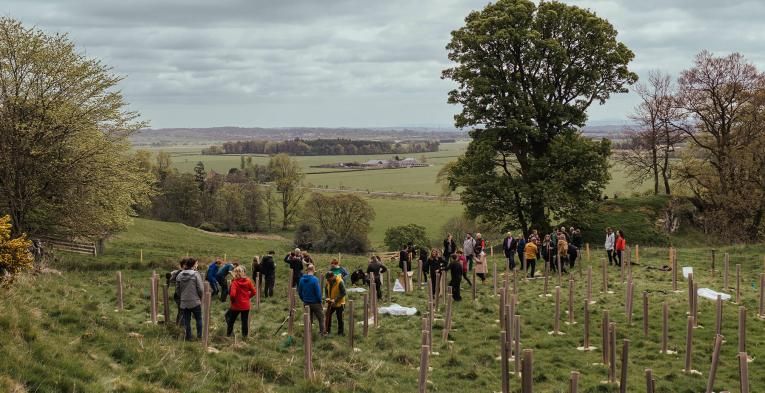 A group of people planting trees in a field