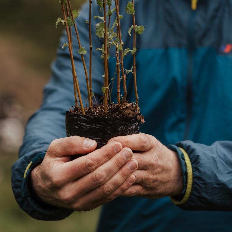 A person holds a tree sapling