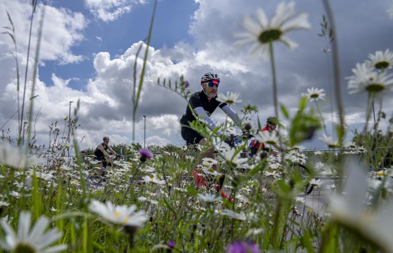 Wildflower field with cyclists in the background