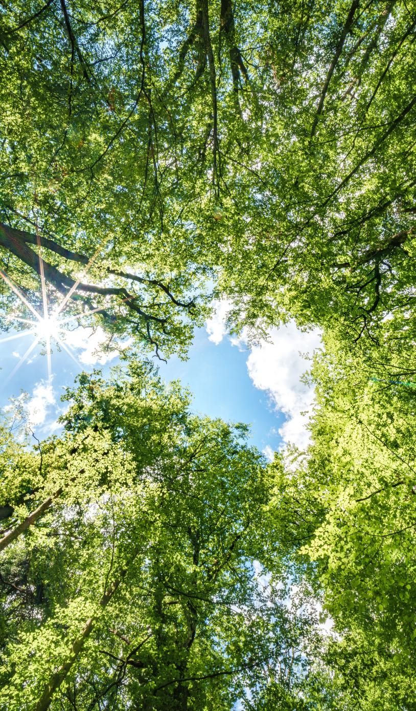 Sunlight filtering through the trees in a forest